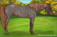 Horse Color:Liver Red Roan 