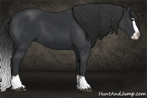 Horse Color:Black Splash