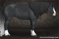 Horse Color:Black Splash 