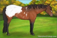 Horse Color:Brown Snowcap 