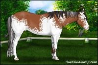 Horse Color:White Spotted Bay 