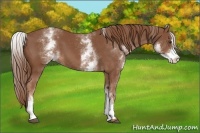 Horse Color:White Spotted Chestnut Sabino 