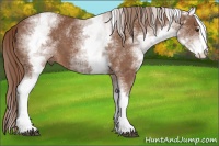 Horse Color:White Spotted Chestnut Sabino
