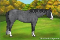Horse Color:Unknown 
