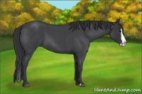 Horse Color:Blue Roan Splash 