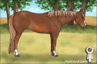 Horse Color:Liver Chestnut Sabino