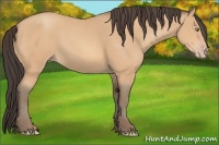 Horse Color:Amber Champagne 