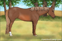 Horse Color:Liver Chestnut