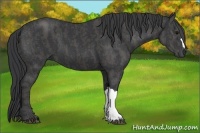 Horse Color:Black  Brindle