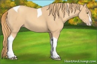 Horse Color:Gold Champagne Splash Tobiano