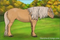 Horse Color:Palomino