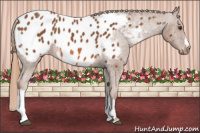 Horse Color:Chestnut Appaloosa