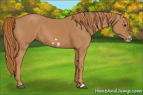 Horse Color: Chestnut Frame 