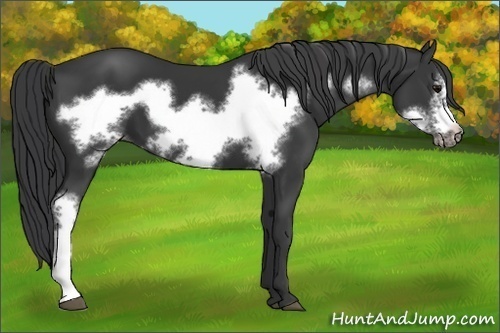 Horse Color: Black Frame 