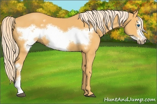 Horse Color: Palomino Frame 