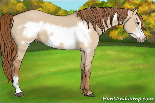 Horse Color: Red Dun Frame 