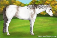 Horse Color:White Spotted Classic Champagne 