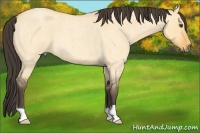 Horse Color:Buckskin Roan Dun