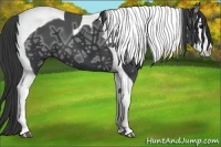 Horse Color:Black Ice Splash Tobiano 