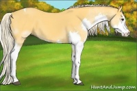 Horse Color:Palomino Sabino Splash Tobiano 