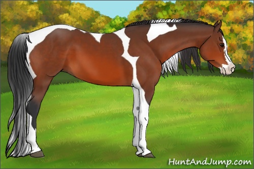 Horse Color: Bay Splash Tobiano 