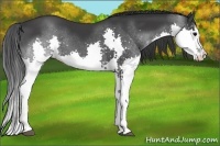 Horse Color:Black Sabino Splash