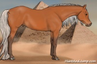 Horse Color:Silver Bay 