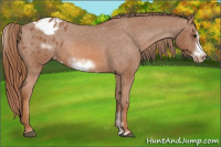 Horse Color:Liver Chestnut Sabino Frame Appaloosa Rabicano 