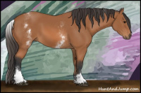 Horse Color:White Spotted Bay 