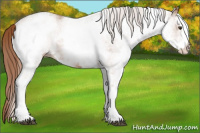 Horse Color:White Spotted Chestnut 