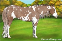 Horse Color:White Spotted Chestnut Splash Appaloosa 