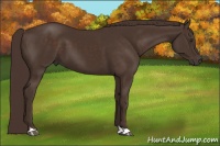 Horse Color:Liver Chestnut 