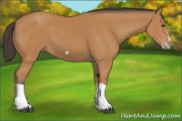 Horse Color:Bay Splash Frame 