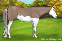Horse Color:Classic Champagne Splash 