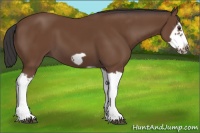 Horse Color:Bay Splash Frame 