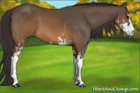 Horse Color:Buckskin Sabino