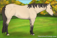 Horse Color:Buckskin Dun