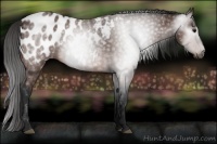 Horse Color:Gray Bay Appaloosa