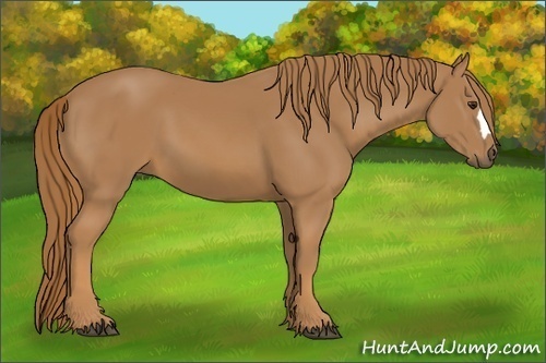 Horse Color: Unknown 