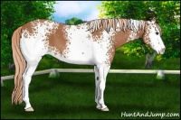 Horse Color:White Spotted Chestnut Sabino 