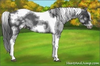 Horse Color:White Spotted Black Splash Tobiano Frame Blanket 