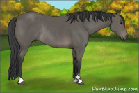 Horse Color:Black Sabino Rabicano 
