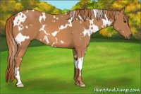 Horse Color:White Spotted Chestnut 