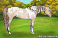 Horse Color:White Spotted Bay Dun Blanket Rabicano 