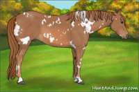 Horse Color:White Spotted Chestnut 