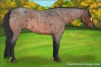 Horse Color:Bay Roan 