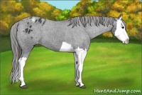 Horse Color:Black Splash Varnish 