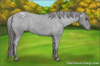 Horse Color:Blue Roan Varnish 