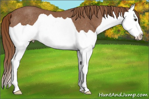 Horse Color: Liver Chestnut Splash Rabicano 