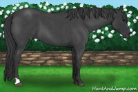 Horse Color:Brown Roan